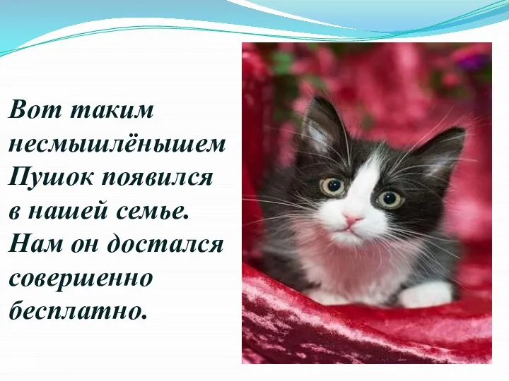 Вот таким несмышлёнышем Пушок появился в нашей семье. Нам он достался совершенно бесплатно.