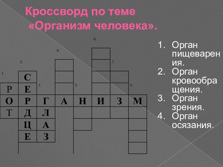 Кроссворд по теме «Организм человека». Орган пищеварения. Орган кровообращения. Орган зрения. Орган осязания.