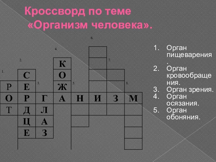 Кроссворд по теме «Организм человека». Орган пищеварения. Орган кровообращения. Орган зрения. Орган осязания. Орган обоняния.