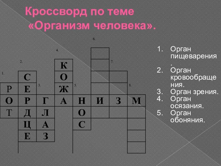 Кроссворд по теме «Организм человека». Орган пищеварения. Орган кровообращения. Орган зрения. Орган осязания. Орган обоняния.