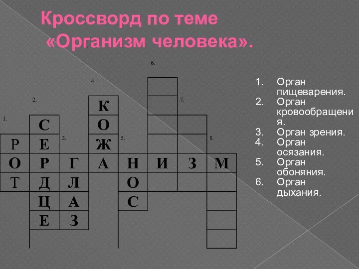 Кроссворд по теме «Организм человека». Орган пищеварения. Орган кровообращения. Орган зрения.