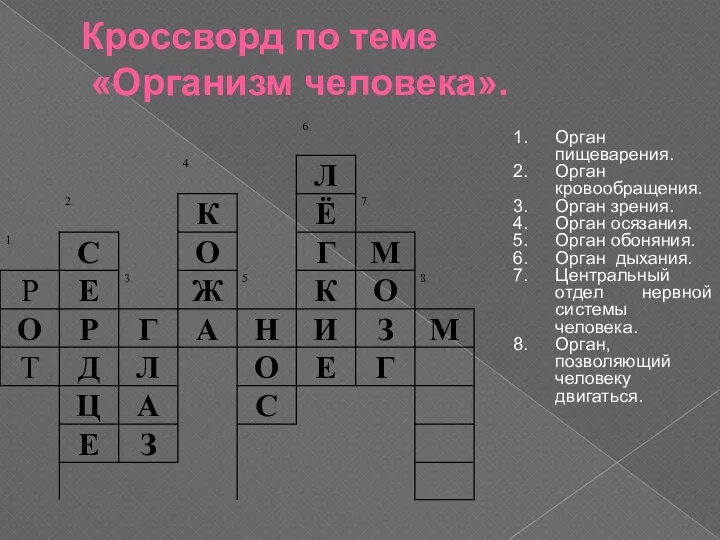 Кроссворд по теме «Организм человека». Орган пищеварения. Орган кровообращения. Орган зрения.