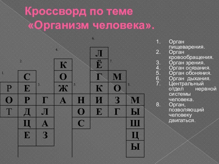 Кроссворд по теме «Организм человека». Орган пищеварения. Орган кровообращения. Орган зрения.