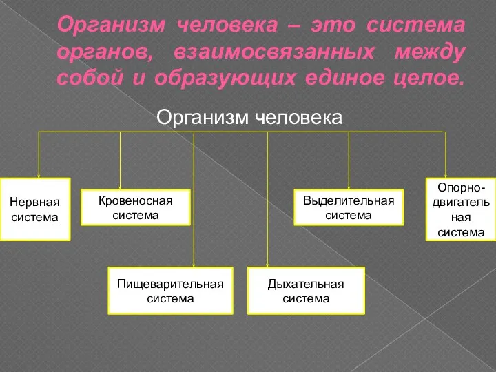 Организм человека – это система органов, взаимосвязанных между собой и образующих