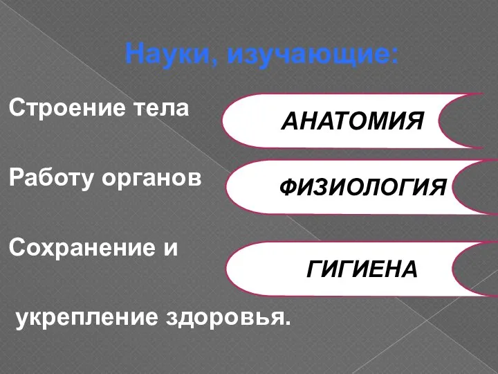 Науки, изучающие: Строение тела Работу органов Сохранение и укрепление здоровья. АНАТОМИЯ ФИЗИОЛОГИЯ ГИГИЕНА