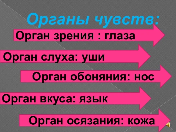 Органы чувств: Орган зрения : глаза Орган слуха: уши Орган обоняния: