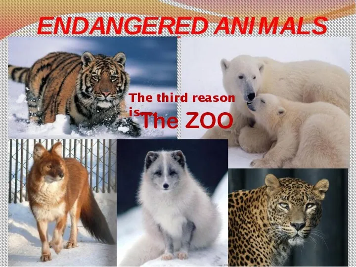 The ZOO The third reason is….