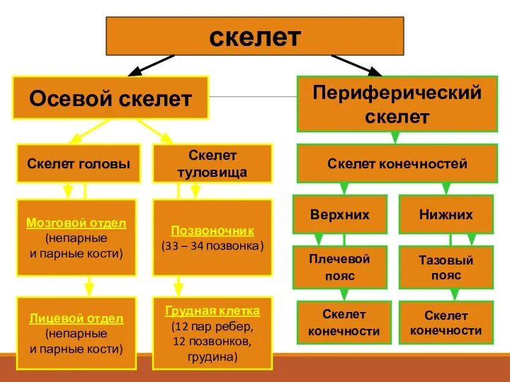 скелет Осевой скелет Периферический скелет Скелет туловища Скелет головы Лицевой отдел