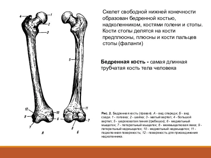 Скелет свободной нижней конечности образован бедренной костью, надколенником, костями голени и