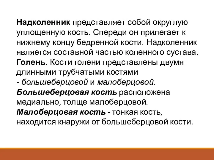 Надколенник представляет собой округлую уплощенную кость. Спереди он прилегает к нижнему