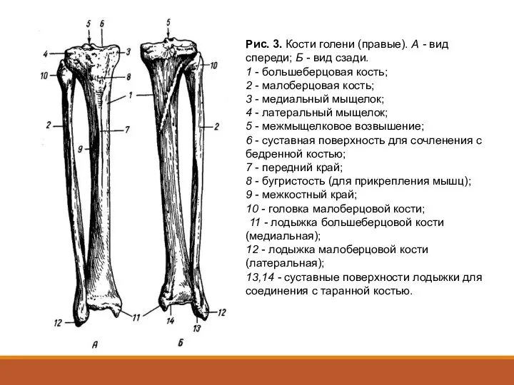 Рис. 3. Кости голени (правые). А - вид спереди; Б -