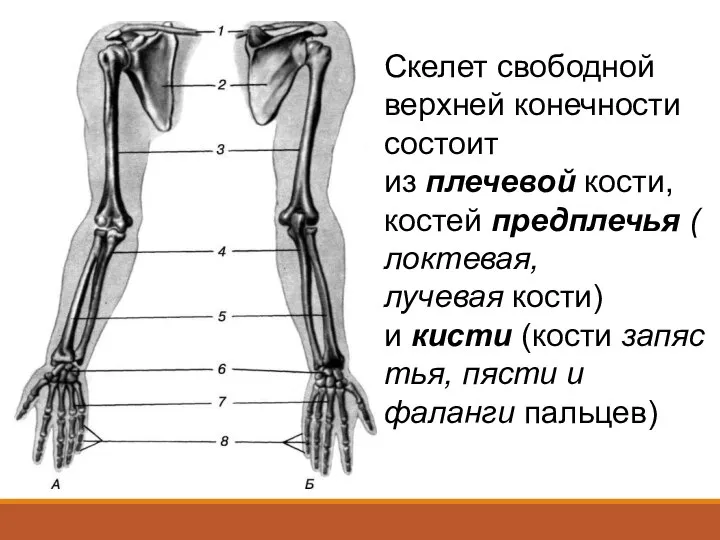 Скелет свободной верхней конечности состоит из плечевой кости, костей предплечья (локтевая,