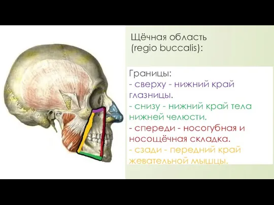 Щёчная область (regio buccalis): Границы: - сверху - нижний край глазницы.