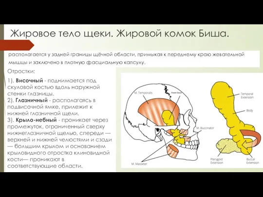 Жировое тело щеки. Жировой комок Биша. Отростки: 1). Височный - поднимается