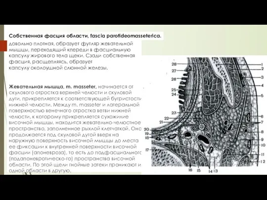 Жевательная мышца, m. masseter, начинается от скулового отростка верхней челюсти и