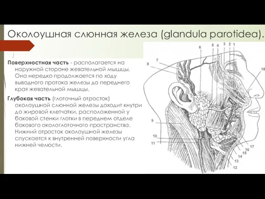 Околоушная слюнная железа (glandula parotidea). Поверхностная часть - располагается на наружной