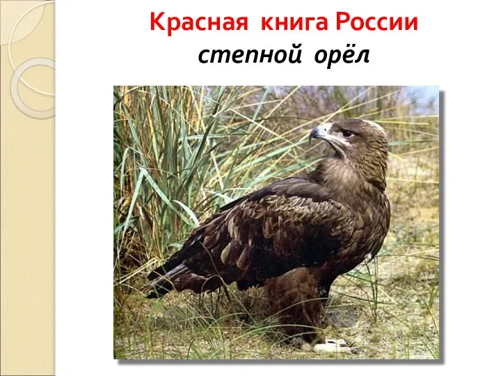 Красная книга России степной орёл