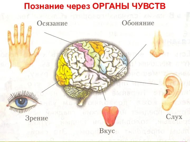 Познание через ОРГАНЫ ЧУВСТВ