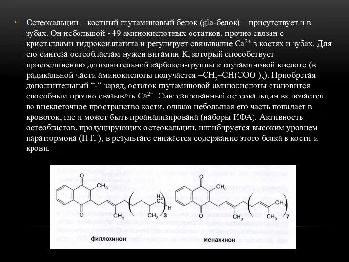 Остеокальцин – костный глутаминовый белок (gla-белок) – присутствует и в зубах.