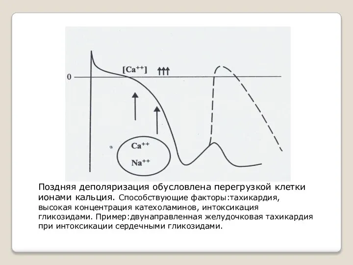 Поздняя деполяризация обусловлена перегрузкой клетки ионами кальция. Способствующие факторы:тахикардия, высокая концентрация