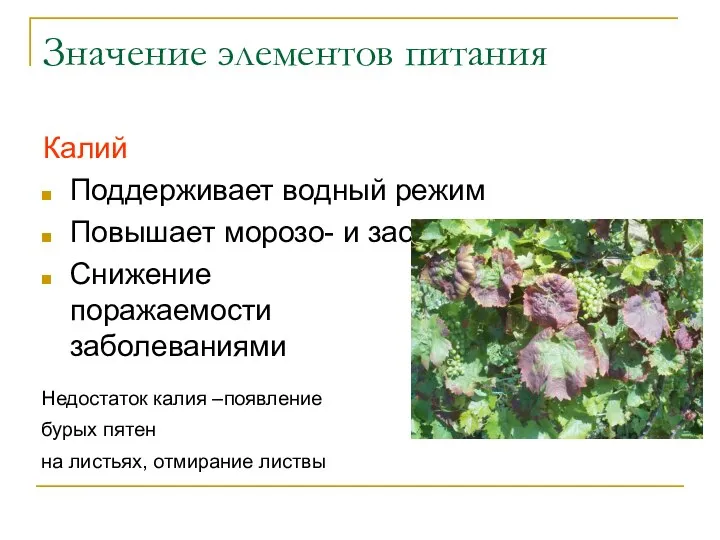 Значение элементов питания Калий Поддерживает водный режим Повышает морозо- и засухоустойчивость