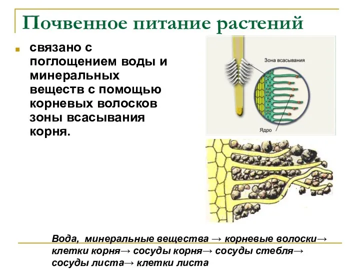 Почвенное питание растений связано с поглощением воды и минеральных веществ с