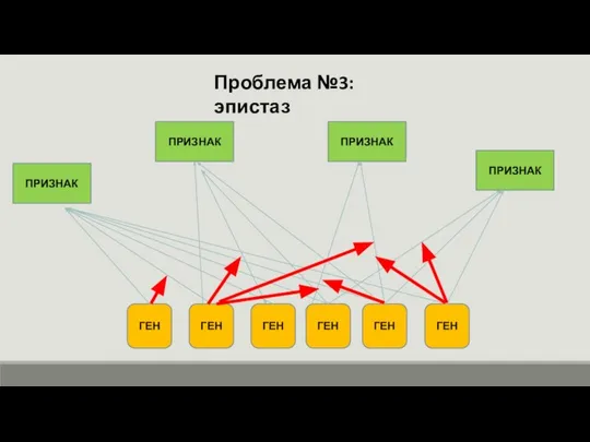 ПРИЗНАК ПРИЗНАК ПРИЗНАК ГЕН ГЕН ГЕН ГЕН ГЕН ГЕН Проблема №3: эпистаз ПРИЗНАК