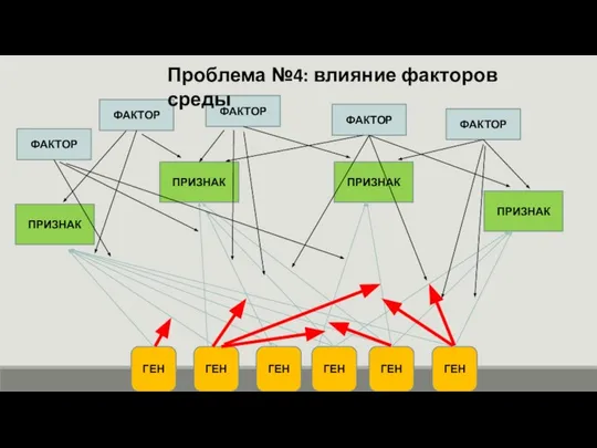 ПРИЗНАК ПРИЗНАК ПРИЗНАК ГЕН ГЕН ГЕН ГЕН ГЕН ГЕН ПРИЗНАК ФАКТОР