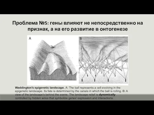 Проблема №5: гены влияют не непосредственно на признак, а на его