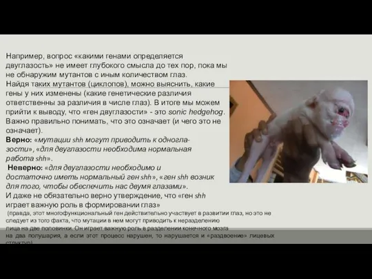 Например, вопрос «какими генами определяется двуглазость» не имеет глубокого смысла до