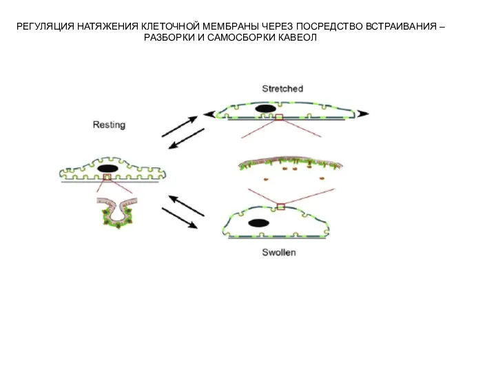 РЕГУЛЯЦИЯ НАТЯЖЕНИЯ КЛЕТОЧНОЙ МЕМБРАНЫ ЧЕРЕЗ ПОСРЕДСТВО ВСТРАИВАНИЯ – РАЗБОРКИ И САМОСБОРКИ КАВЕОЛ