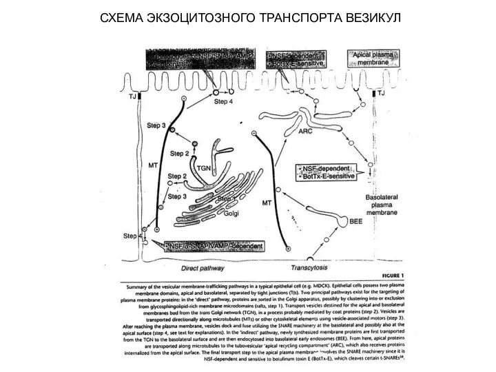 СХЕМА ЭКЗОЦИТОЗНОГО ТРАНСПОРТА ВЕЗИКУЛ