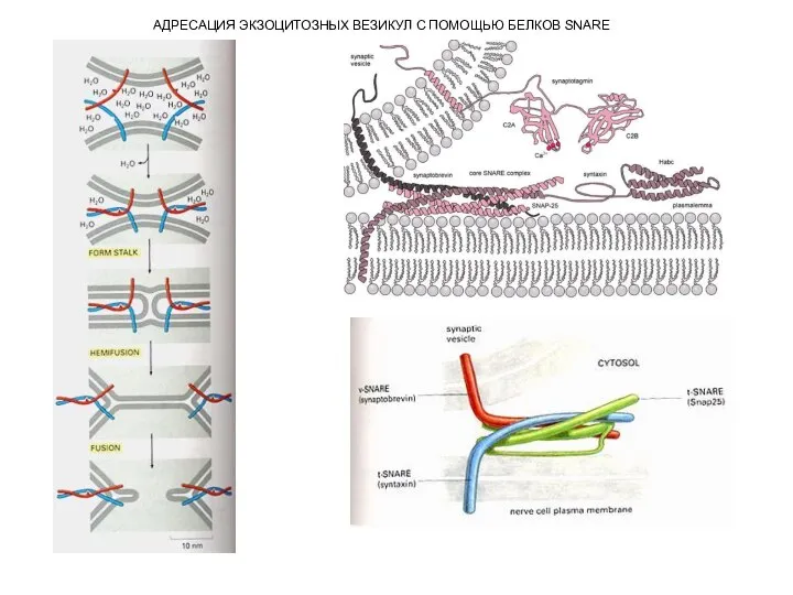 АДРЕСАЦИЯ ЭКЗОЦИТОЗНЫХ ВЕЗИКУЛ С ПОМОЩЬЮ БЕЛКОВ SNARE