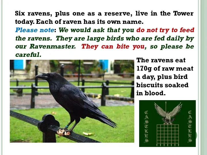 Six ravens, plus one as a reserve, live in the Tower