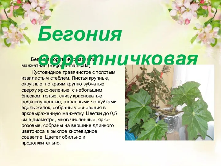 Бегония воротничковая, или манжетная (Begonia manicata) Кустовидное травянистое с толстым извилистым