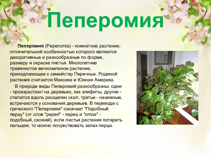 Пеперомия Пеперомия (Peperomia) - комнатное растение, отличительной особенностью которого являются декоративные