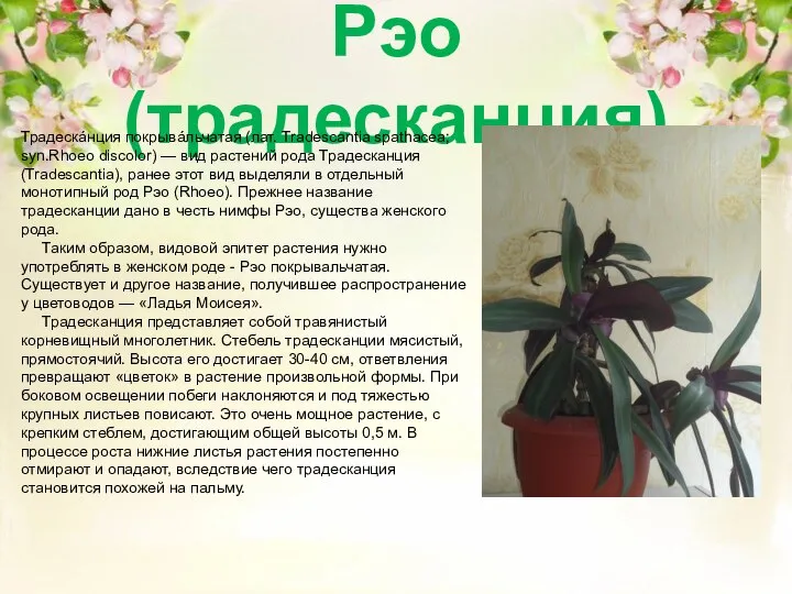 Рэо (традесканция) Традескáнция покрывáльчатая (лат. Tradescantia spathacea; syn.Rhoeo discolor) — вид