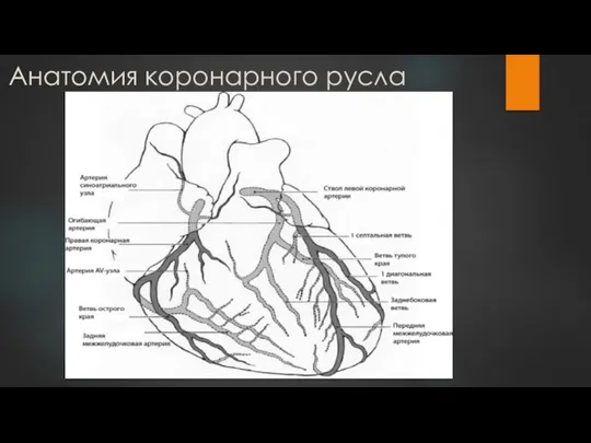 Анатомия коронарного русла