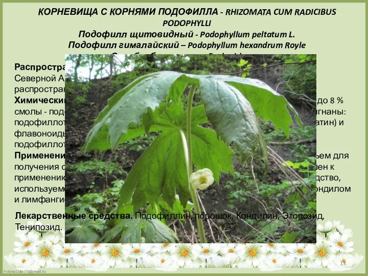 КОРНЕВИЩА С КОРНЯМИ ПОДОФИЛЛА - RHIZOMATA CUM RADICIBUS PODOPHYLLI Подофилл щитовидный