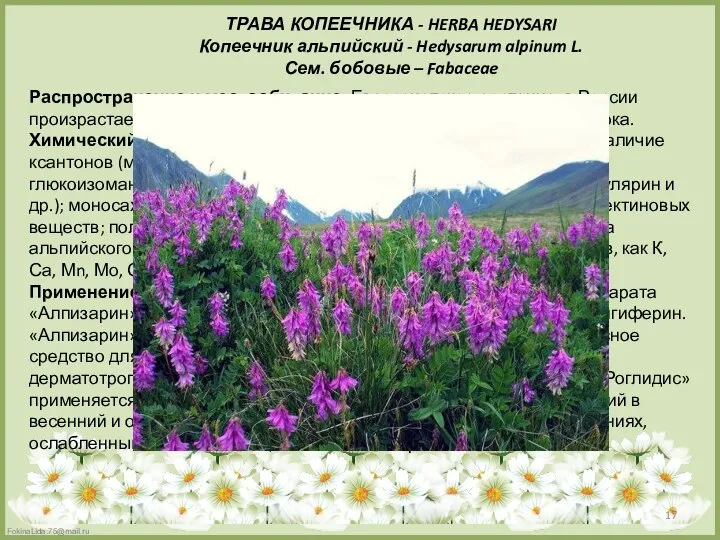 ТРАВА КОПЕЕЧНИКА - HERBA HEDYSARI Копеечник альпийский - Hedysarum alpinum L.