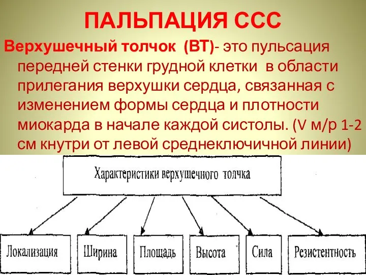 ПАЛЬПАЦИЯ ССС Верхушечный толчок (ВТ)- это пульсация передней стенки грудной клетки