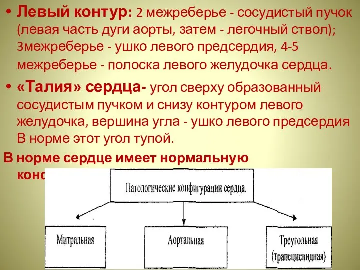 Левый контур: 2 межреберье - сосудистый пучок (левая часть дуги аорты,