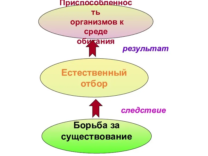 Борьба за существование Естественный отбор Приспособленность организмов к среде обитания следствие результат