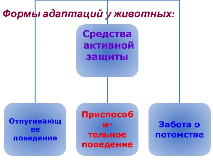 Формы адаптаций у животных: