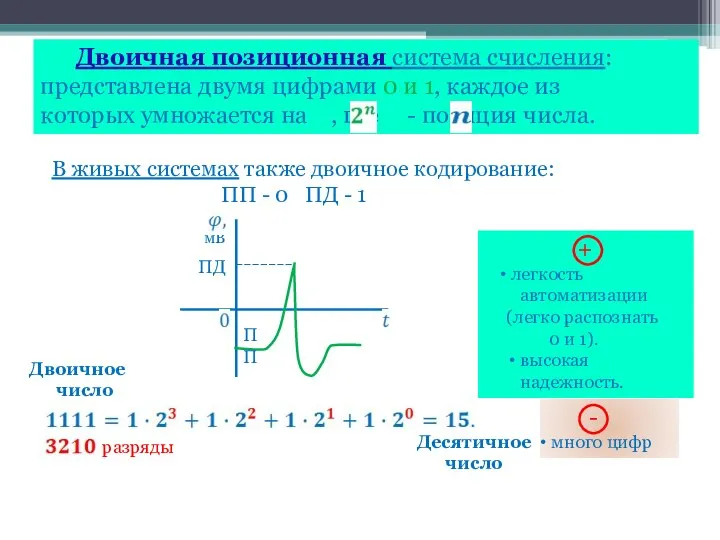 В живых системах также двоичное кодирование: ПП - 0 ПД -