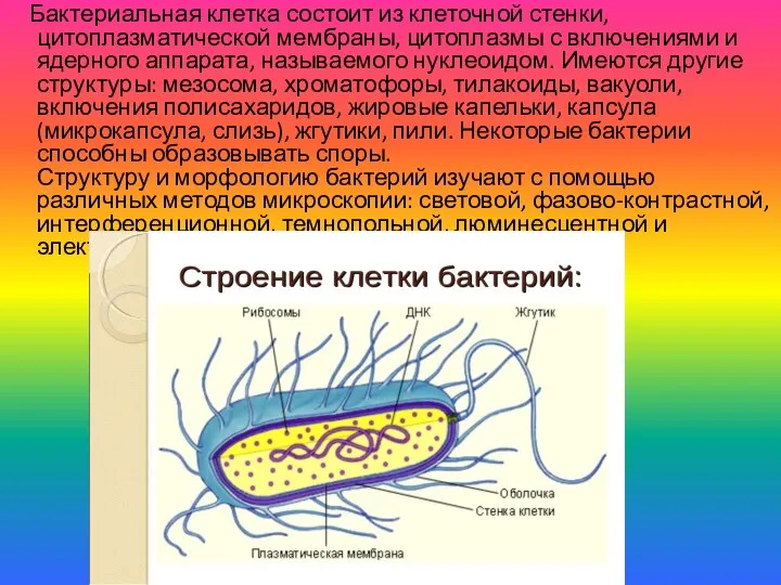 Бактериальная клетка состоит из клеточной стенки, цитоплазматической мембраны, цитоплазмы с включениями