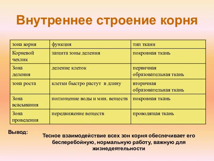 Внутреннее строение корня Тесное взаимодействие всех зон корня обеспечивает его бесперебойную,