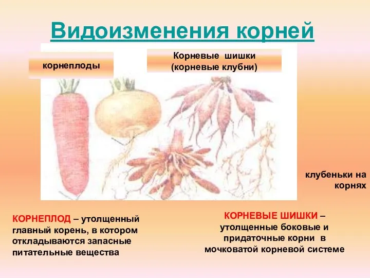 Видоизменения корней корнеплоды Корневые шишки (корневые клубни) клубеньки на корнях КОРНЕПЛОД