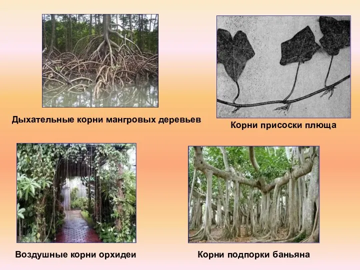 Корни подпорки баньяна Воздушные корни орхидеи Дыхательные корни мангровых деревьев Корни присоски плюща