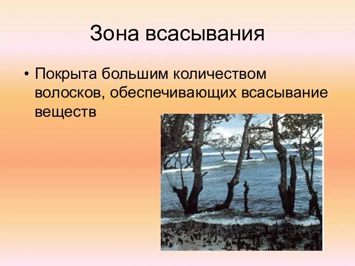 Зона всасывания Покрыта большим количеством волосков, обеспечивающих всасывание веществ